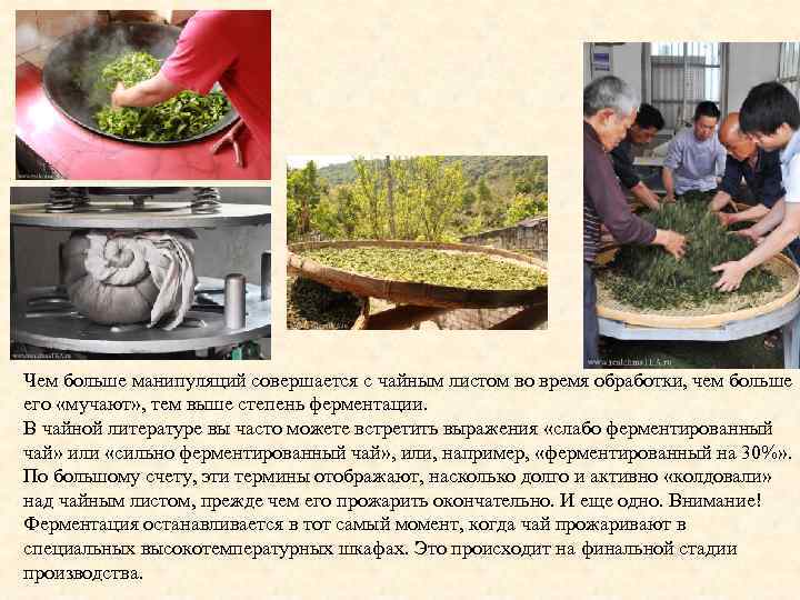 Чем больше манипуляций совершается с чайным листом во время обработки, чем больше его «мучают»