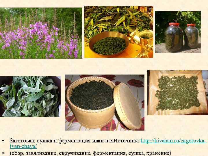  • Заготовка, сушка и ферментация иван-чая. Источник: http: //kivahan. ru/zagotovkaivan-chaya/ • (сбор, завяливание,