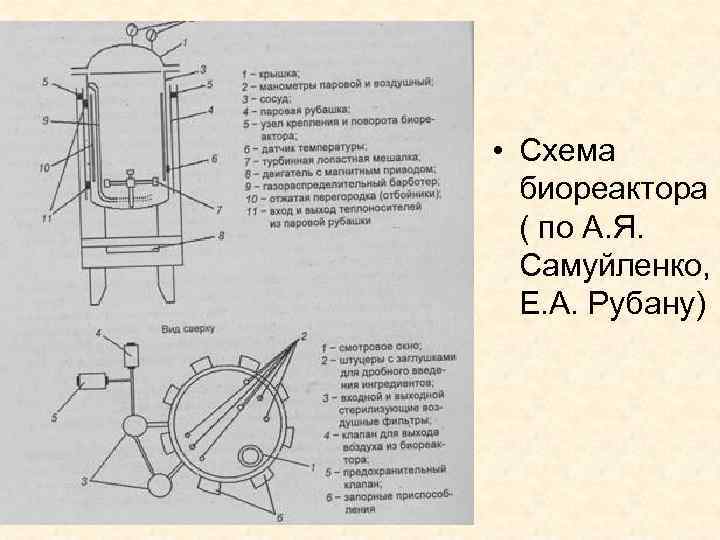  • Схема биореактора ( по А. Я. Самуйленко, Е. А. Рубану) 