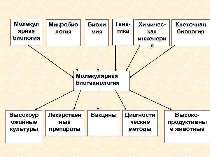 Молекул ярная биология Микробио логия Биохи мия Генетика Химическая инженери я Клеточная биология Молекулярная