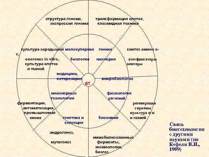 структура генома, экспрессия генома трансформация клеток, плазмидная техника культура зародышей молекулярная генная синтез амино