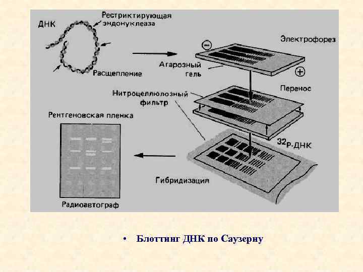  • Блоттинг ДНК по Саузерну 
