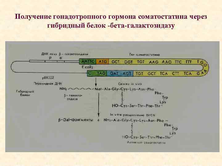 Получение гонадотропного гормона соматостатина через гибридный белок -бета-галактозидазу 
