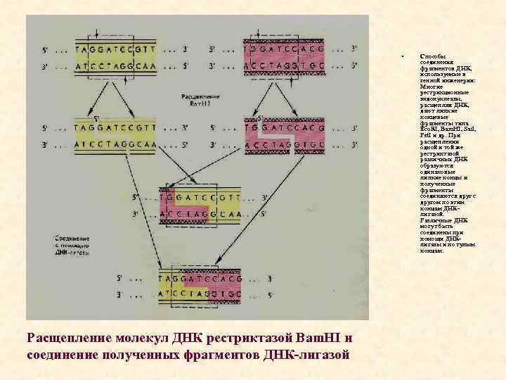  • Расщепление молекул ДНК рестриктазой Bam. HI и соединение полученных фрагментов ДНК-лигазой Способы