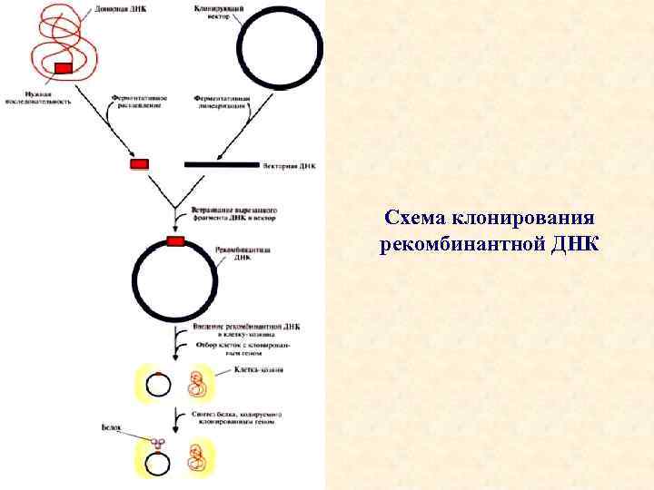 Особенности клонирования днк по типу in vivo