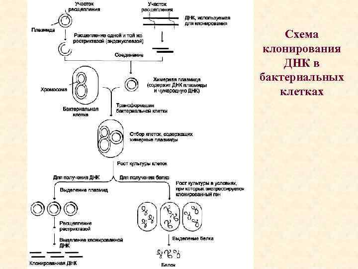 Рекомбинация днк схема