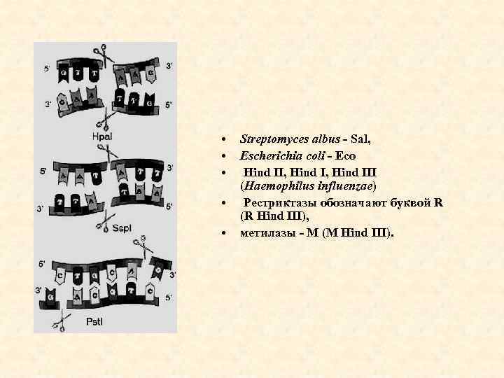  • • • Streptomyces albus - Sal, Escherichia coli - Eco Hind II,