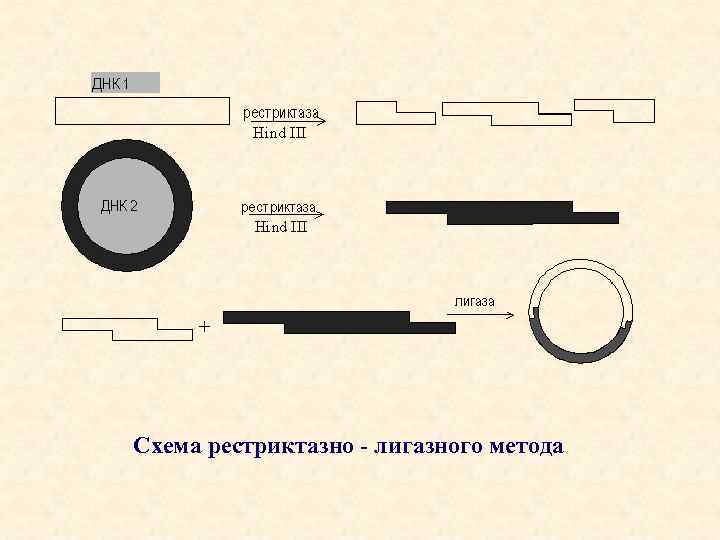 Схема рестриктазно - лигазного метода 