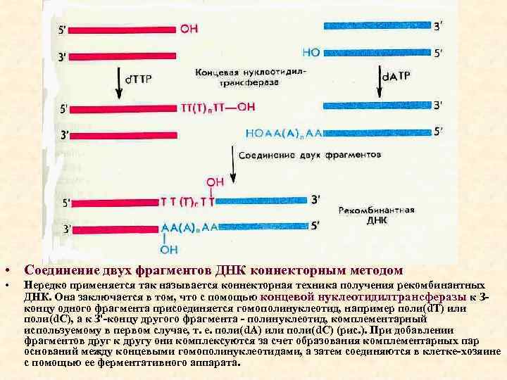  • Соединение двух фрагментов ДНК коннекторным методом • Нередко применяется так называется коннекторная