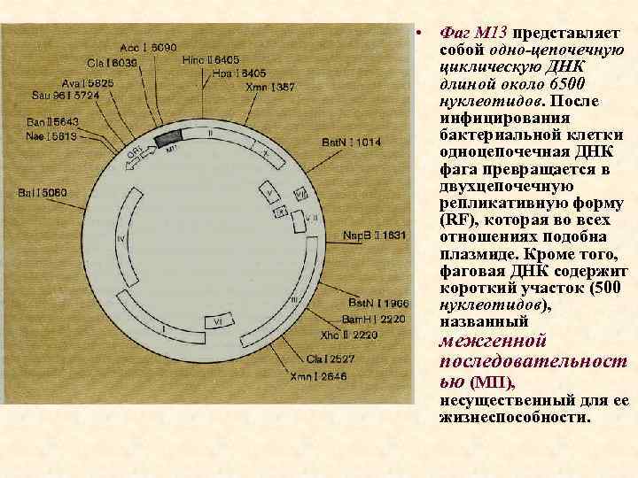 • Фаг М 13 представляет собой одно-цепочечную циклическую ДНК длиной около 6500 нуклеотидов.