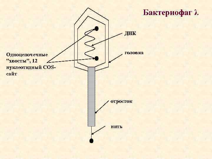 Бактериофаг λ ДНК головка Одноцепочечные "хвосты", 12 нуклеотидный COSсайт отросток нить 