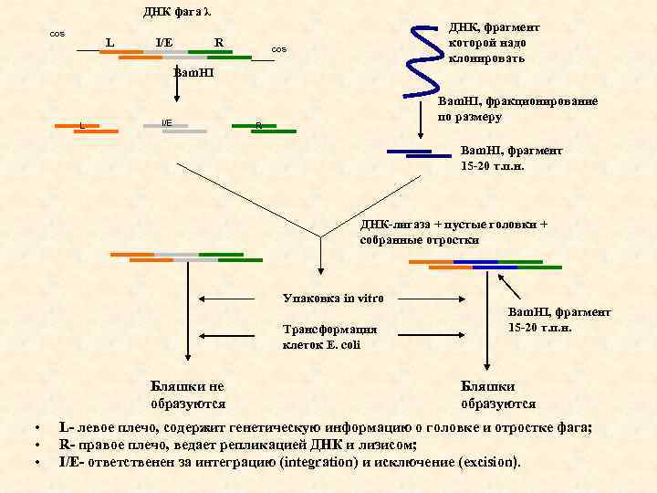 ДНК фага λ cos L I/E R ДНК, фрагмент которой надо клонировать cos Bam.