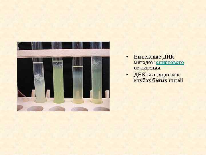  • Выделениe ДНК методом спиртового осаждения. • ДНК выглядит как клубок белых нитей