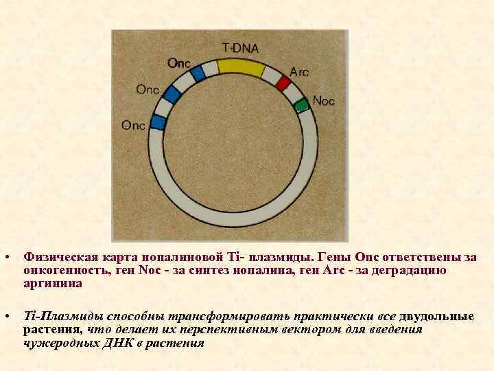 Рекомбинантная днк схема