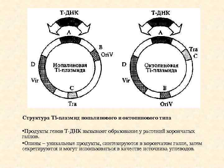 Структура Тi-плазмид нопалинового и октопинового типа • Продукты генов Т-ДНК вызывают образование у растений