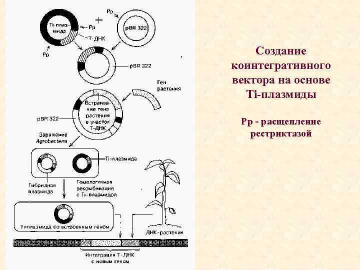 Создание коинтегративного вектора на основе Тi-плазмиды Рр - расщепление рестриктазой 