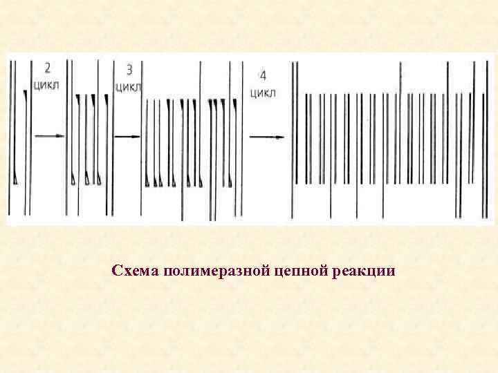 Схема полимеразной цепной реакции 