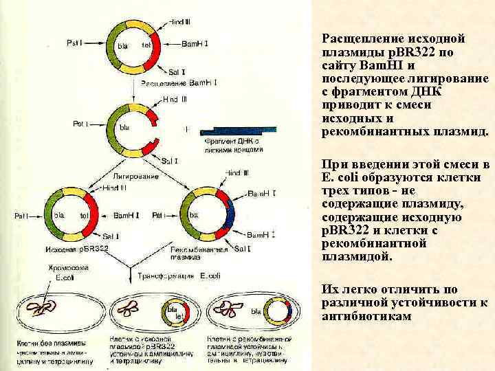 Методы введения плазмид. Схема получения рекомбинантной плазмиды. Рекомбинантных плазмид. Создание рекомбинантных плазмид. Этапы метода рекомбинантных плазмид.