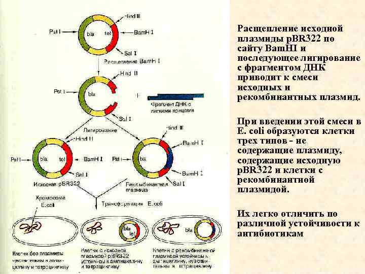 Плазмида содержащая ген инсулина