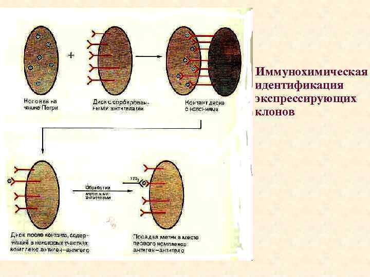 Иммунохимическая идентификация экспрессирующих клонов 