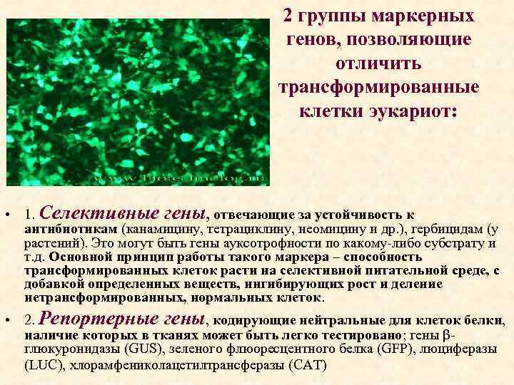 2 группы маркерных генов, позволяющие отличить трансформированные клетки эукариот: • 1. Селективные гены, отвечающие