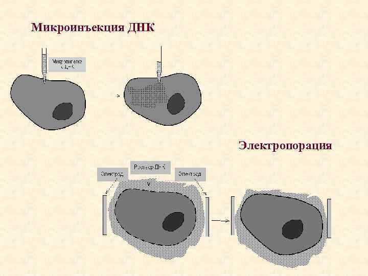 Микроинъекция ДНК Электропорация 