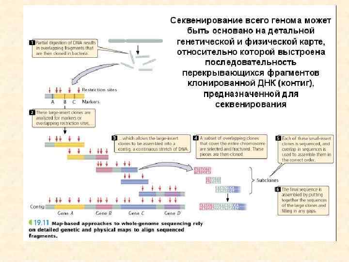 Рекомбинантная днк схема