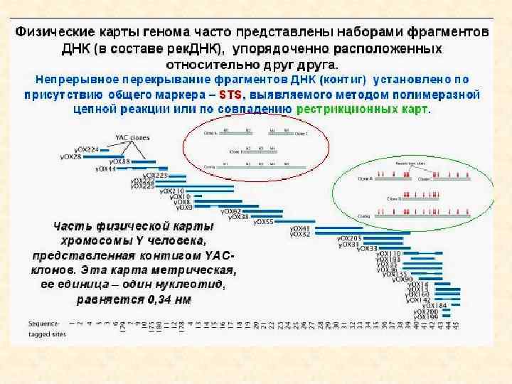Геномная библиотека • Если геном какого-либо организма разрезать, вставить в плазмидные или вирусные векторы