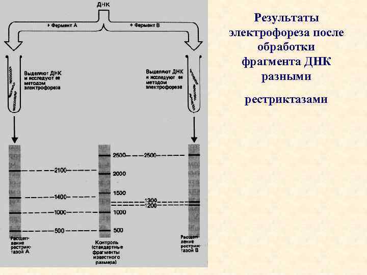 Результаты электрофореза после обработки фрагмента ДНК разными рестриктазами 