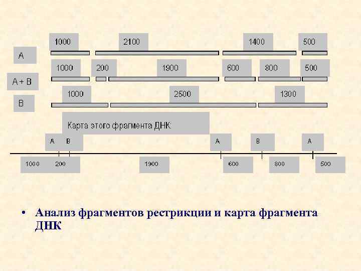 Карта рестрикционная это