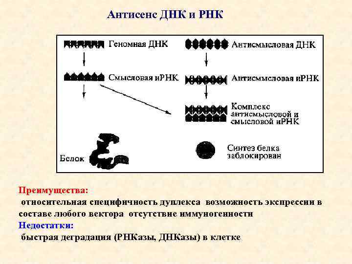 Антисенс ДНК и РНК Преимущества: относительная специфичность дуплекса возможность экспрессии в составе любого вектора