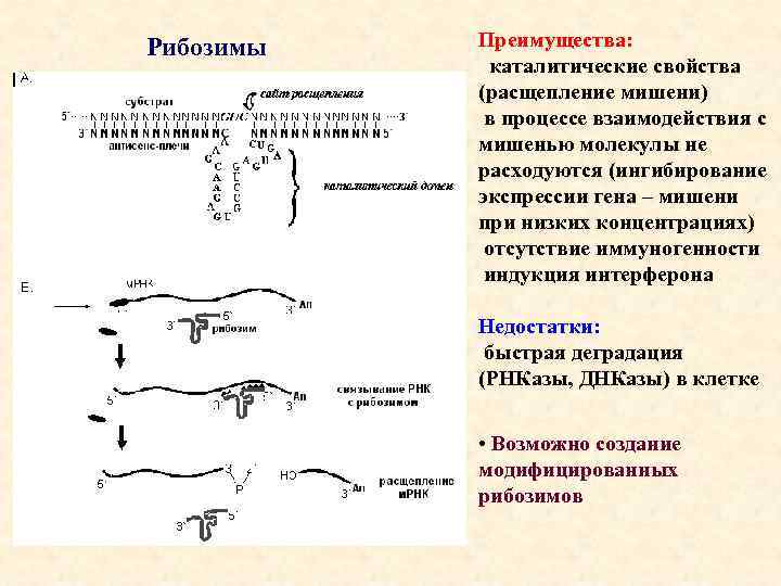 Рибозимы Преимущества: каталитические свойства (расщепление мишени) в процессе взаимодействия с мишенью молекулы не расходуются