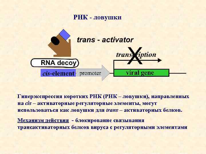 РНК - ловушки Гиперэкспрессия коротких РНК (РНК – ловушки), направленных на cis – активаторные