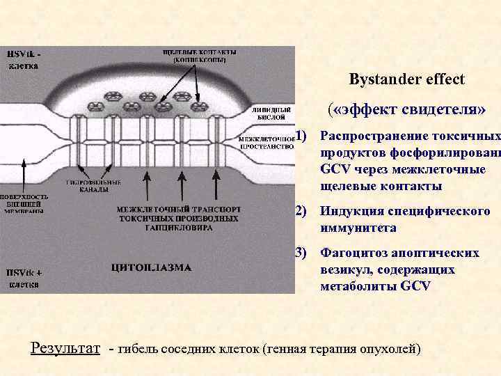 Bystander effect ( «эффект свидетеля» 1) Распространение токсичных продуктов фосфорилировани GCV через межклеточные щелевые