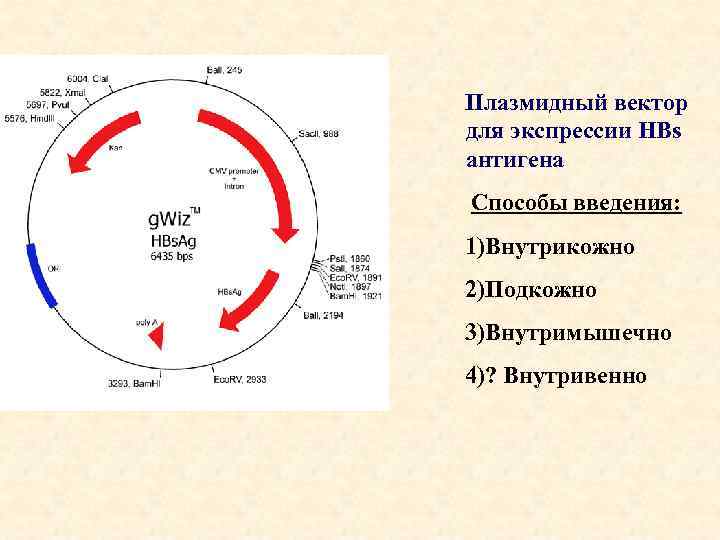 Плазмидный вектор для экспрессии HBs антигена Способы введения: 1)Внутрикожно 2)Подкожно 3)Внутримышечно 4)? Внутривенно 