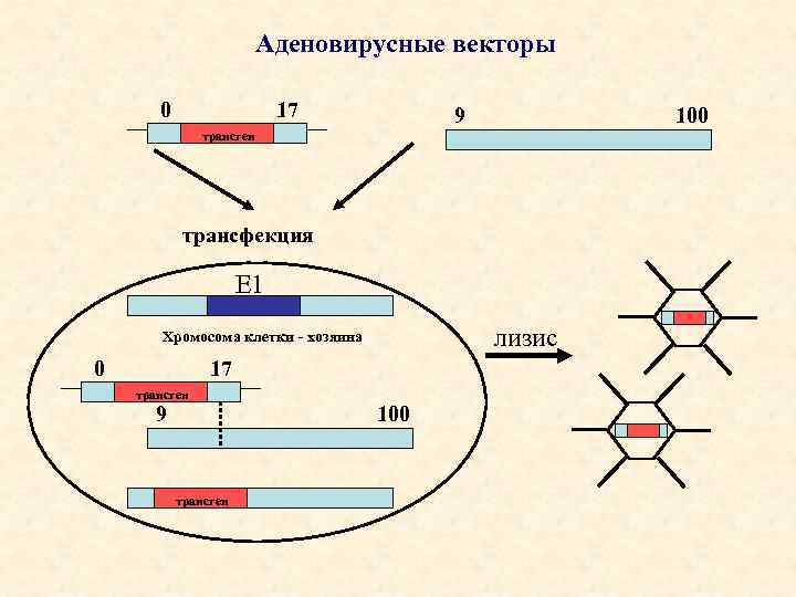 Аденовирусные векторы 0 17 9 100 трансген трансфекция Е 1 Хромосома клетки - хозяина