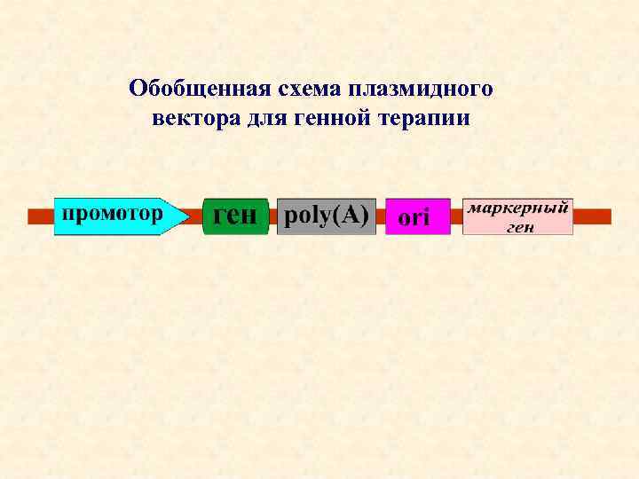 Обобщенная схема плазмидного вектора для генной терапии 