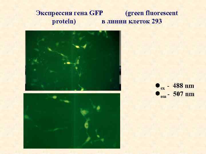 Экспрессия гена GFP (green fluorescent protein) в линии клеток 293 ex - 488 nm