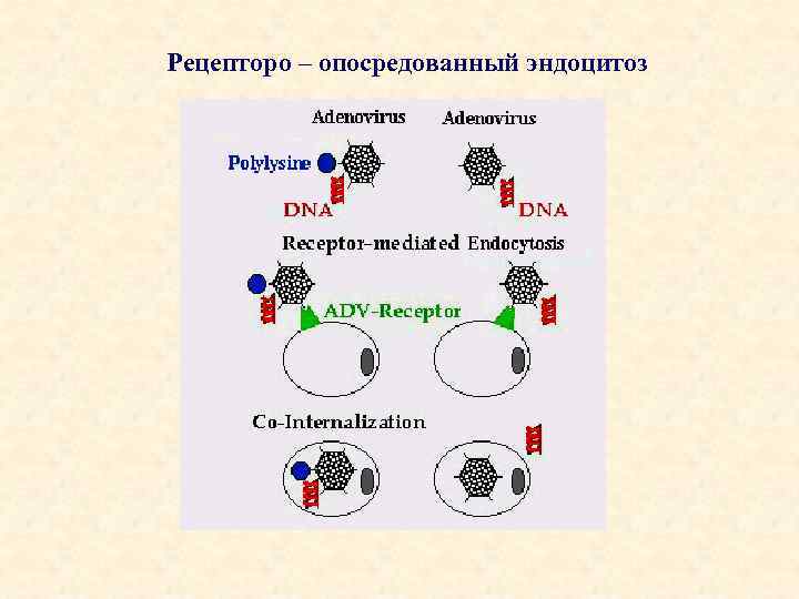 Рецепторо – опосредованный эндоцитоз 