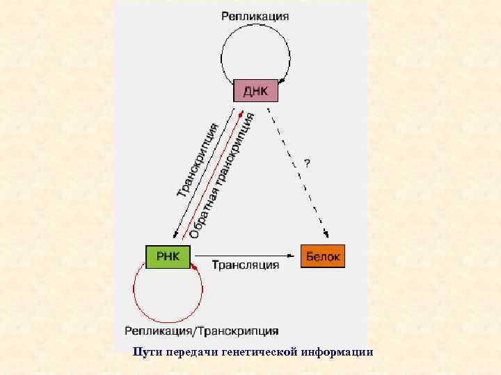 Пути передачи генетической информации 