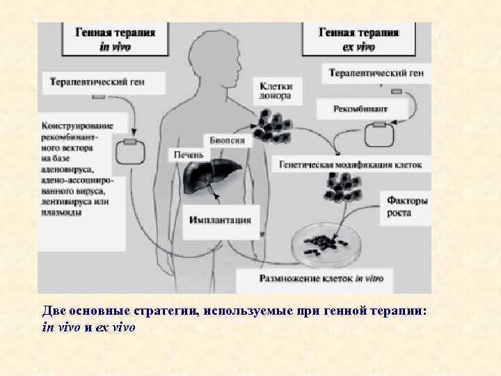 Две основные стратегии, используемые при генной терапии: in vivo и ex vivo 