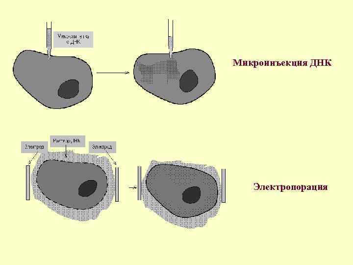 Схема получения трансгенного животного