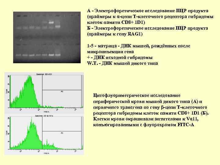 А Электрофоретическое исследование ПЦР продукта (праймеры к α цепи Т клеточного рецептора гибридомы клеток