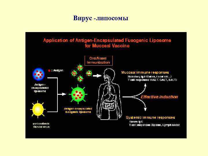  Вирус липосомы 