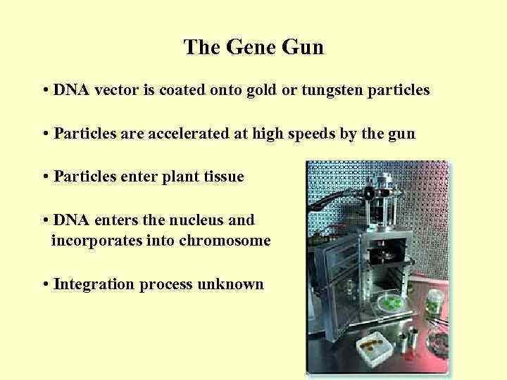 The Gene Gun • DNA vector is coated onto gold or tungsten particles •