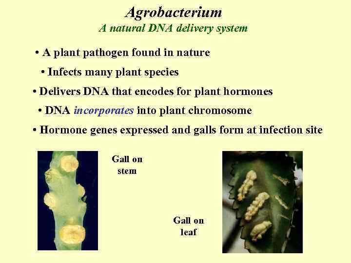 Agrobacterium A natural DNA delivery system • A plant pathogen found in nature •