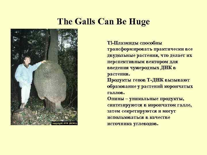 The Galls Can Be Huge Ti Плазмиды способны трансформировать практически все двудольные растения, что