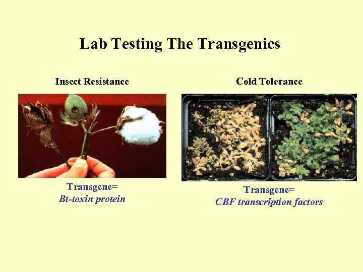 Lab Testing The Transgenics Insect Resistance Cold Tolerance Transgene= Bt-toxin protein Transgene= CBF transcription