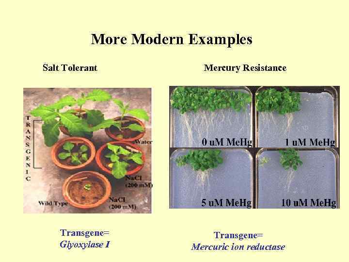More Modern Examples Salt Tolerant Transgene= Glyoxylase I Mercury Resistance Transgene= Mercuric ion reductase