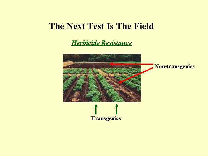 The Next Test Is The Field Herbicide Resistance Non transgenics Transgenics 
